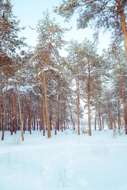 Photo of Pine trees covered with snow on frosty evening. Beautiful winter panorama