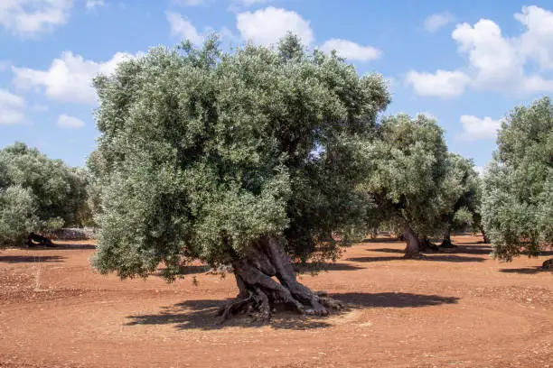Trees with twisted and thickened trunks over the years to obtain high quality olives and olive oil.