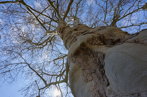 Tree Bastard-Platane (Platanus hispanica). Tuberous plant stem with many brown branches and twigs. Blue cloudy sky. Diagonal from below.