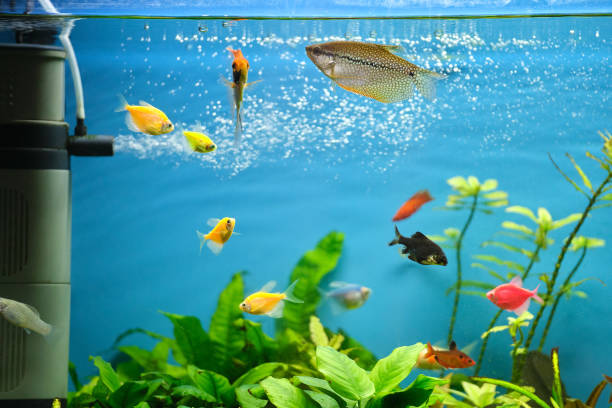 pesci esotici colorati che nuotano in un acquario di acque blu profondo con piante tropicali verdi - vitality sea aquatic atoll foto e immagini stock
