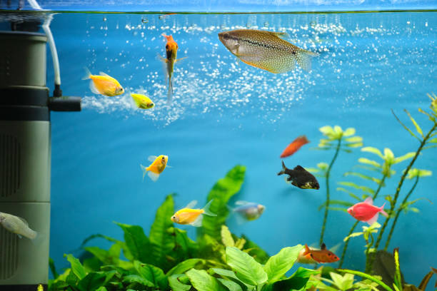 Colorful exotic fish swimming in deep blue water aquarium with green tropical plants Colorful exotic fish swimming in deep blue water aquarium with green tropical plants. gold fish tank stock pictures, royalty-free photos & images