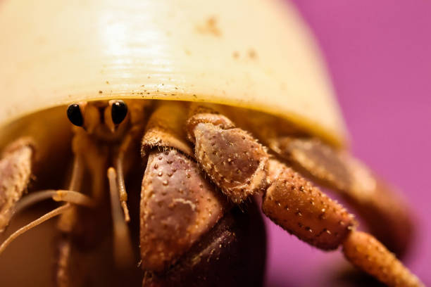 yeux de crabe ermite - hermit crab pets animal leg shell photos et images de collection