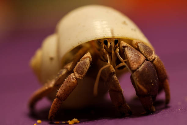 껍질에 소라게 - hermit crab pets animal leg shell 뉴스 사진 이미지