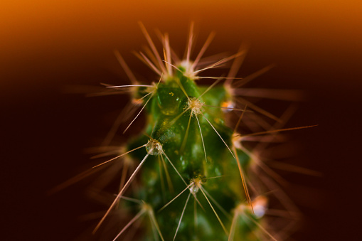 A close-up image of a green cactus with white and orange spines protruding toward the viewer. The image has a dark background which emphasizes the light color of the spines and the water droplets at the top of the cactus.