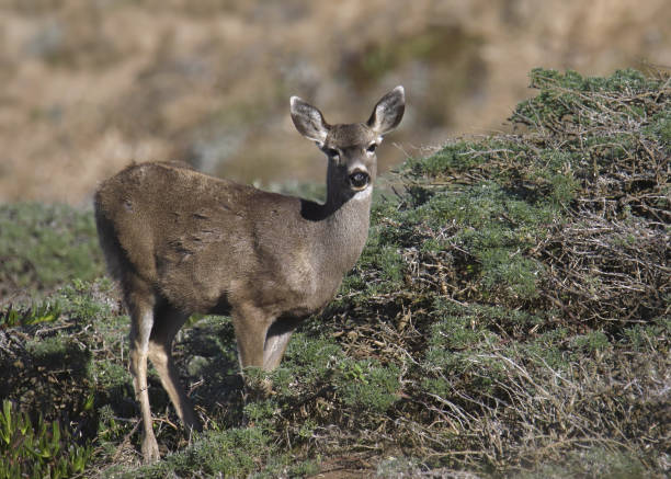 istock Mule Deer (female) (odocoileus hemionus) standing in some bushes 1446063162