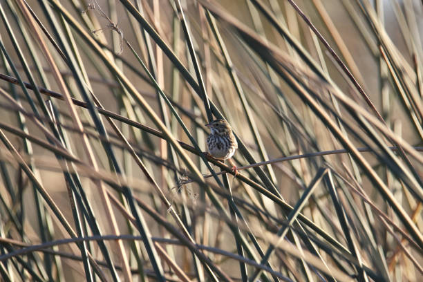 gorrión de la sabana (passerculus sandwichensis) encaramado en algunas cañas altas - passerculus fotografías e imágenes de stock