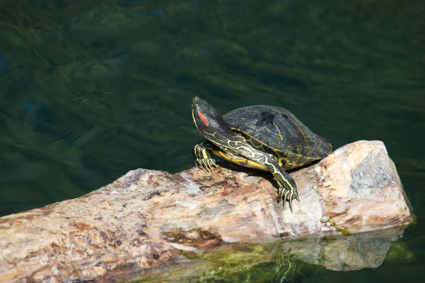 istock Red-eared Slider (turtle) (trachemys scripta elegans) sunning on a big log 1446063211