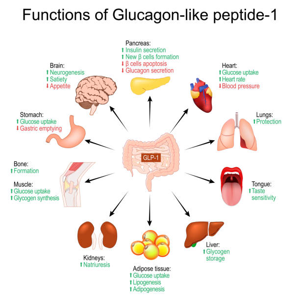 GLP-1. Functions of Glucagon-like peptide-1 Functions of Glucagon-like peptide-1. weight loss. GLP-1. Treatment of diabetes. physiological properties of peptide hormone. Humans internal organs. vector diagram glycogen stock illustrations