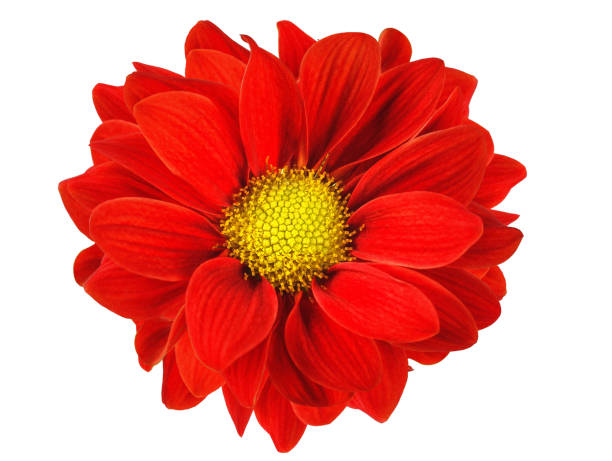 istock Red flower isolated white background. For design. Close-up. Nature. 1446063465