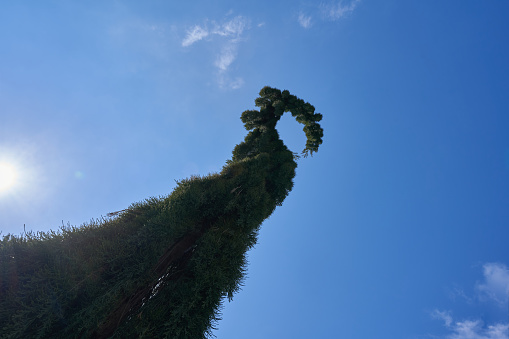 Árbol Sequoiadendron giganteum, péndulo (Hänge-Mammutbaum). Planta oblicua desde abajo, cielo azul en el fondo. Estrella solar. photo