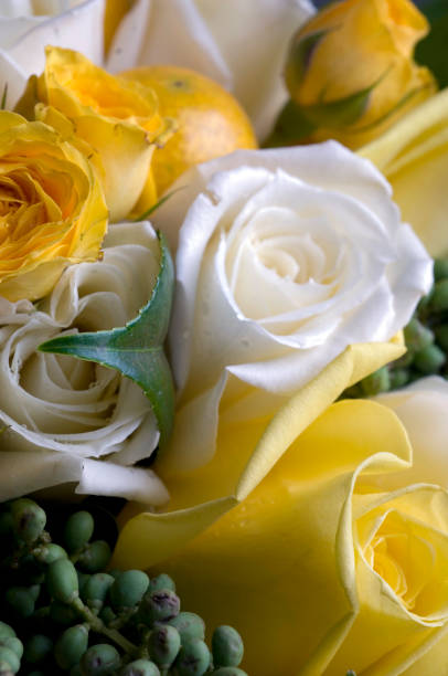istock Beauty in nature. 1446063724