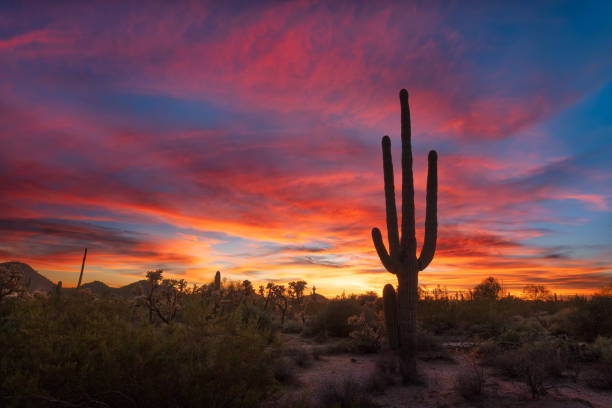 istock Colorful Sonoran Desert sunset sky with Saguaro Cactus 1446064246