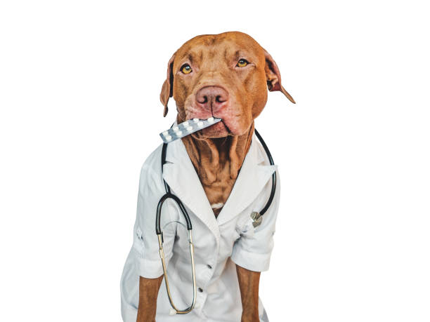 istock Lovable, pretty puppy, wearing a doctor's coat 1446064270