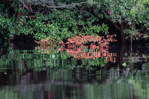 Flooded rainforest jungle during the rainy season with beautiful reflection
