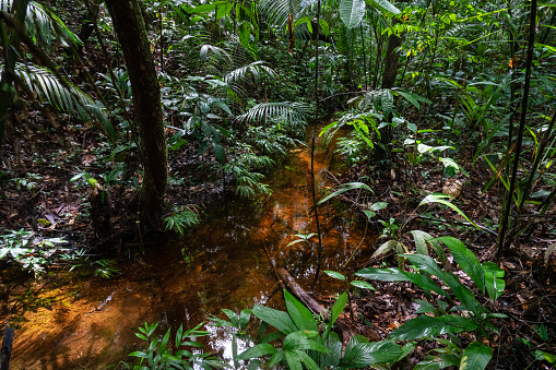 Rainforest jungle during the rainy season.
