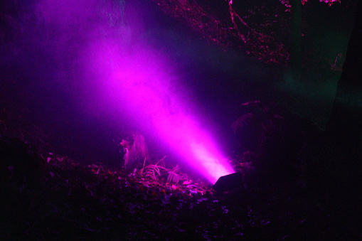 Outdoor purple spotlight