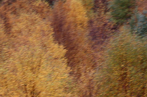 Golden leaves on autumn trees