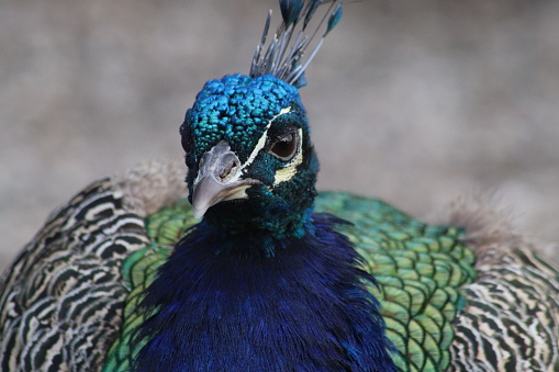 Peacock in close up