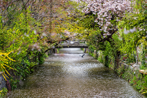 Shimogyo ward, Kyoto Japan residential neighborhood in spring with cherry blossom flower petals falling blowing in wind along river canal in April