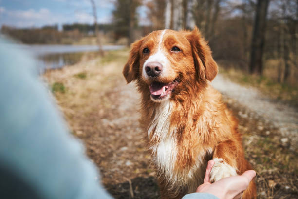 istock Dog giving paw his owner 1446067970