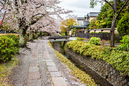 Kyoto, Japan cherry blossom sakura flower petals falling in spring near famous Philosopher's walk path garden park by river and stone bridge