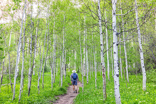 Back of young man person walking on Booth falls trail in White River National Forest near Vail, Colorado in summer morning in Aspen grove forest footpath path