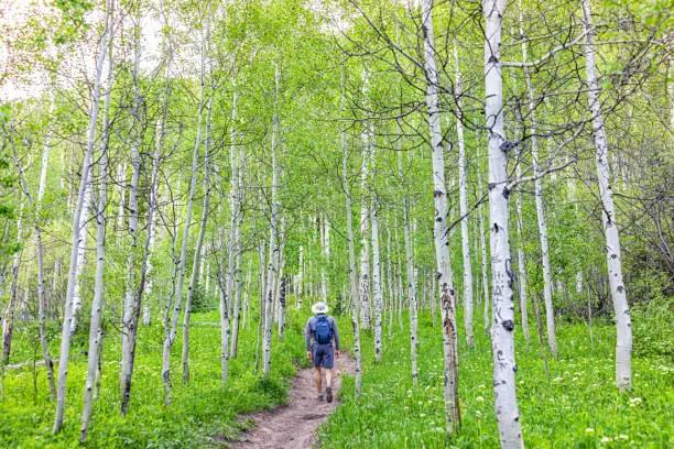 Photo of Back of young man person walking on Booth falls trail in White River National Forest near Vail, Colorado in summer morning in Aspen grove forest footpath path