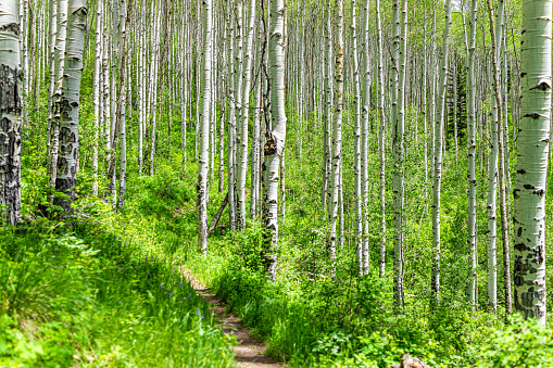 Aspen glade hiking trail in Beaver Creek ski resort, Colorado near Avon in summer at white river national forest footpath path with many tree trunks
