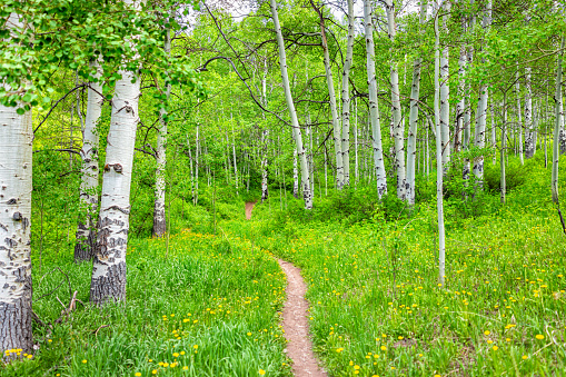 Aspen glade hiking trail in Beaver Creek ski resort, Colorado near Avon in summer at white river national forest footpath path by wildflowers dandelion