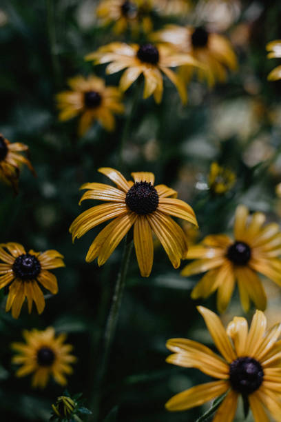 istock Mountainous Rudbeckia 1446069765