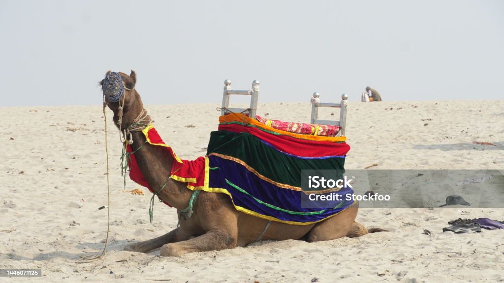 A beautiful Camel image HD Abu Dhabi Stock Photo