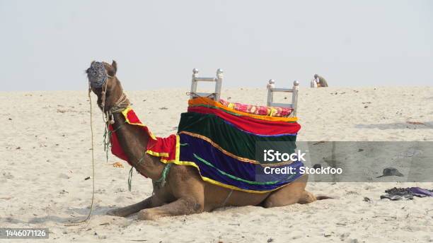 A Beautiful Camel Image Hd Stock Photo - Download Image Now - Abu Dhabi, Africa, Animal