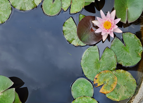 beautiful pink lotus flower.