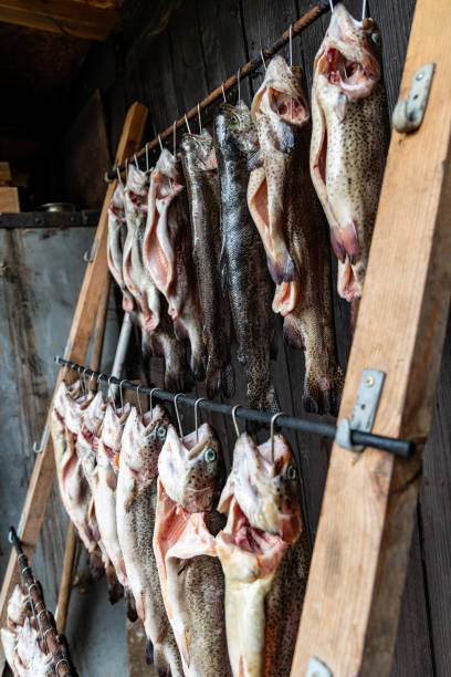 istock Rainbow trout fish is prepared for smoking 1446072894