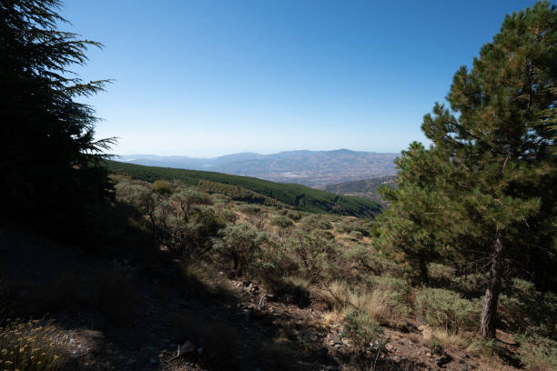 istock Shrubs and pine trees in Sierra Nevada in southern Spain 1446073031