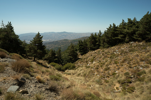 Pine forest in Sierra Nevada, it is a mountainous area, there are bushes, the sky is clear