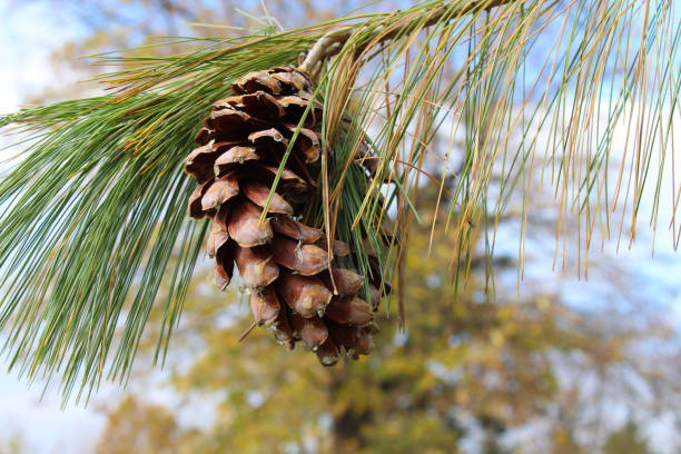 Pinus Wallichiana Pine cone on a branch, Pinus Wallichiana pinus wallichiana stock pictures, royalty-free photos & images