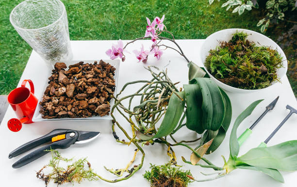 greffe d’orchidée sur une table en bois blanc avec des outils de jardin sur la terrasse de la maison. planter une plante d’intérieur phaleonopsis en gros plan un jour d’été dans le jardin à l’extérieur. - decorative plant photos et images de collection