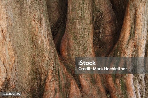 istock tree bark 1446077035