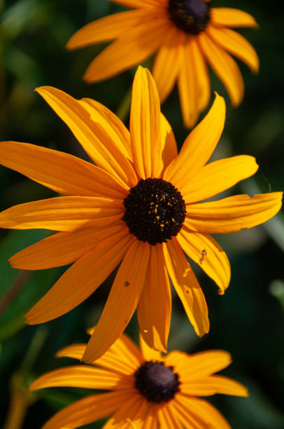 istock A vertical close up of three black-eyed Susans 1446078173