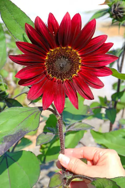 Hand Touching a Stunning Red Sunflower Blossoming in the Garden