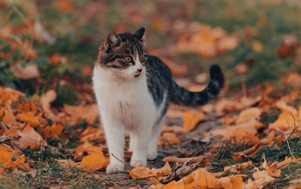 istock The cat sits on yellow leaves 1446079307