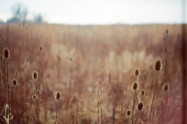 Teasels in the foreground of a field during fall and winter
