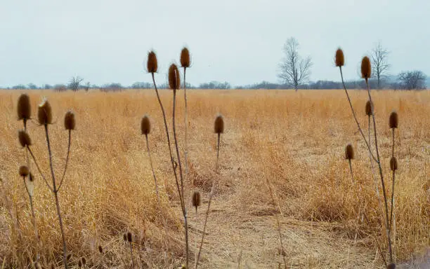 Teasels in the foreground of a field during fall and winter