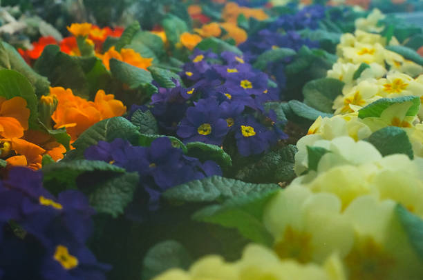 Orange violet and yellow Primrose in a row at a greenhouse