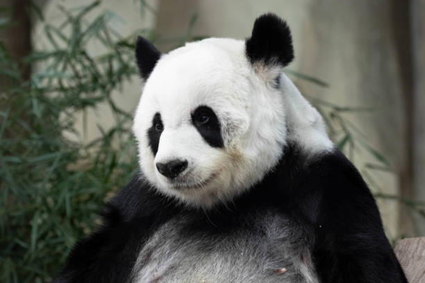 istock Close up female panda in Thailand 1446081096