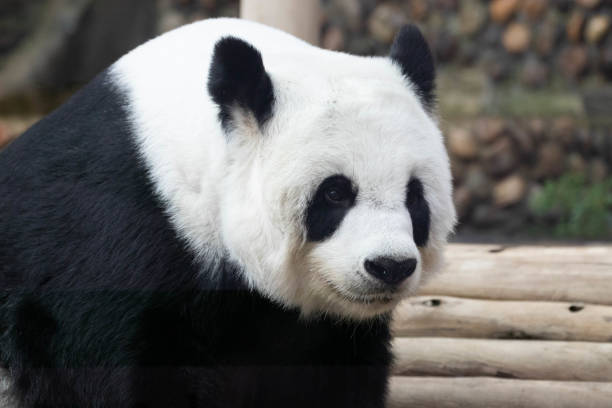 istock Female Panda in Thailand, Lin Hui 1446081099