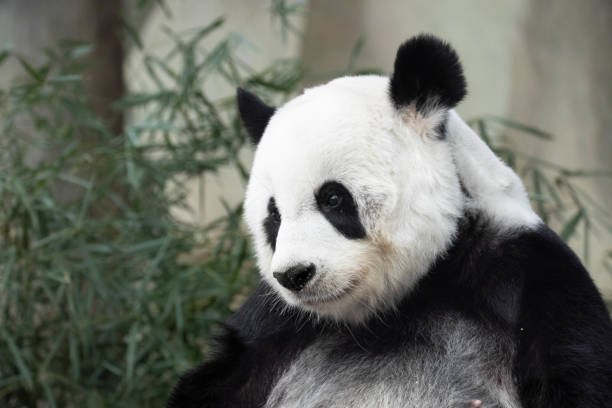istock Female Panda in Thailand, Lin Hui 1446081109