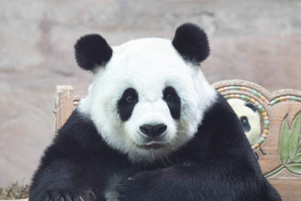 istock Female Panda in Thailand, Lin Hui 1446081171