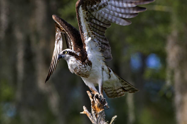 Osprey rising at Blue Cypress Lake in Florida stock photo